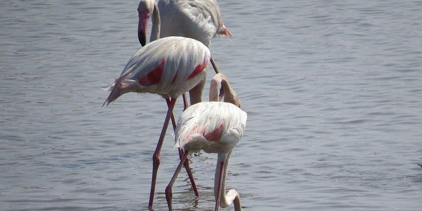 A marvellous view of beautiful flamingoes of Khijadiya Bird Sanctuary on a waterbody.
