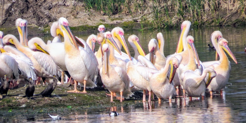 A flock of vibrant pelicans wades peacefully in shallow waters at Khijadiya Bird Sanctuary