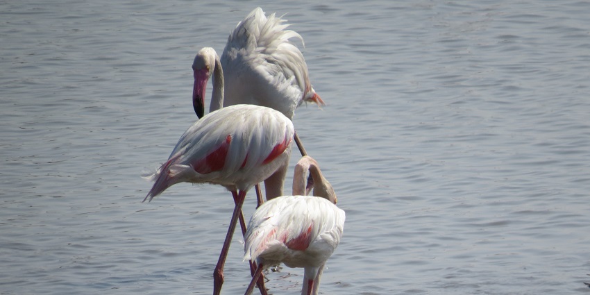 Flamingo at the bird sanctuary.