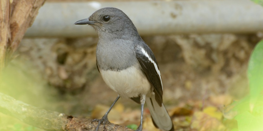 Spot a variety of birds at the Khirganga National Park with its lush green surroundings