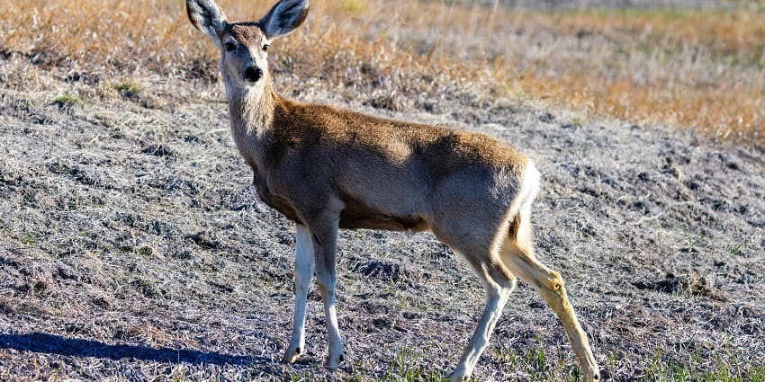 Spot various animals at the famous Khirganga National Park, after paragliding in Kasol.