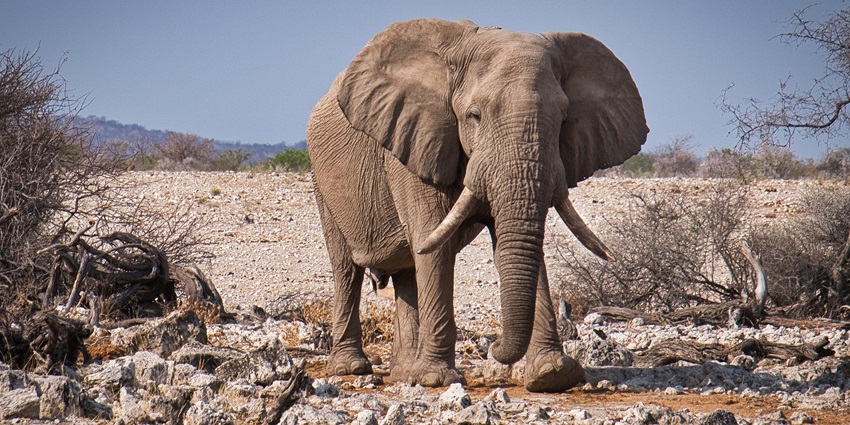 Image of a elephant in a wildlife sanctuary on its natural habitat dry trees and small rocks around