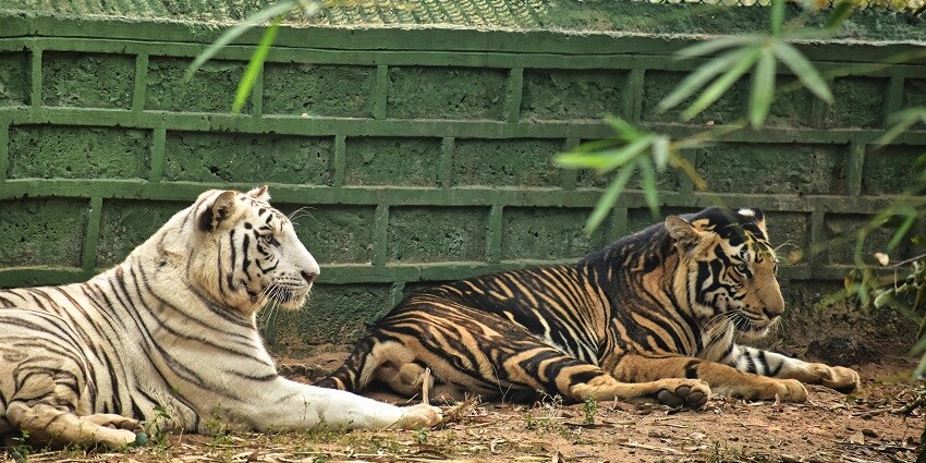 A picture of one of the most popular places to visit in Bhadrachalam showing two tigers resting
