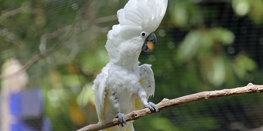Kisna zoo in Surat offers diverse wildlife and educational programs for families