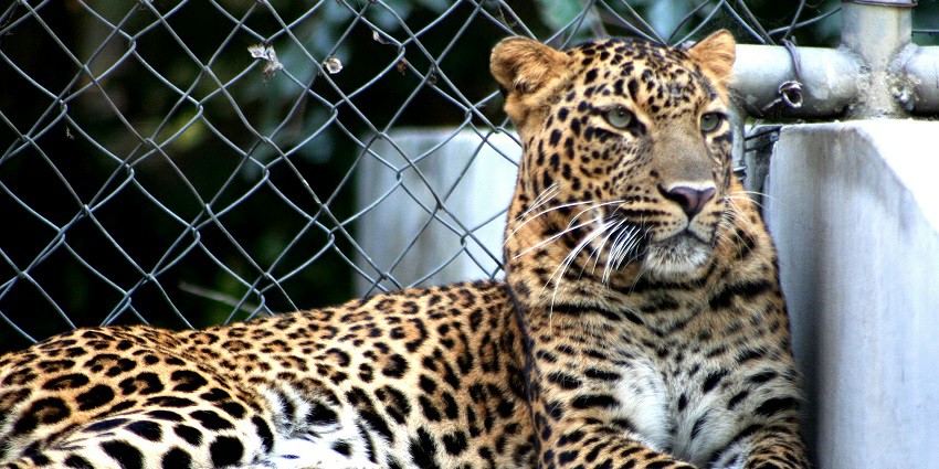 Kittur Rani Chennamma Mini Zoo in Karnataka has a range of animal and bird species.