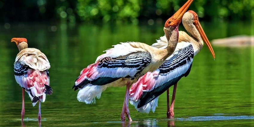 Kokkare Bellur is one of the best wildlife sanctuaries near Mysore for bird lovers.