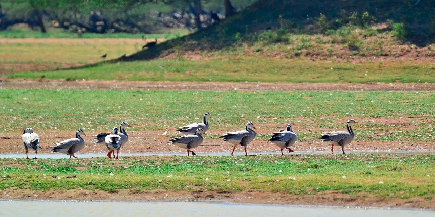 Distant view of birds walking through the lush landscapes of a bird sanctuary