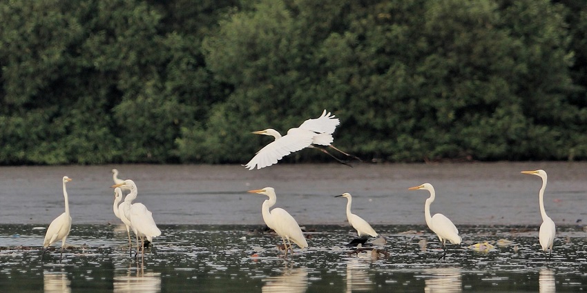 A picture of egrets in a bird sanctuary, one of the best places to visit in Bhimavaram
