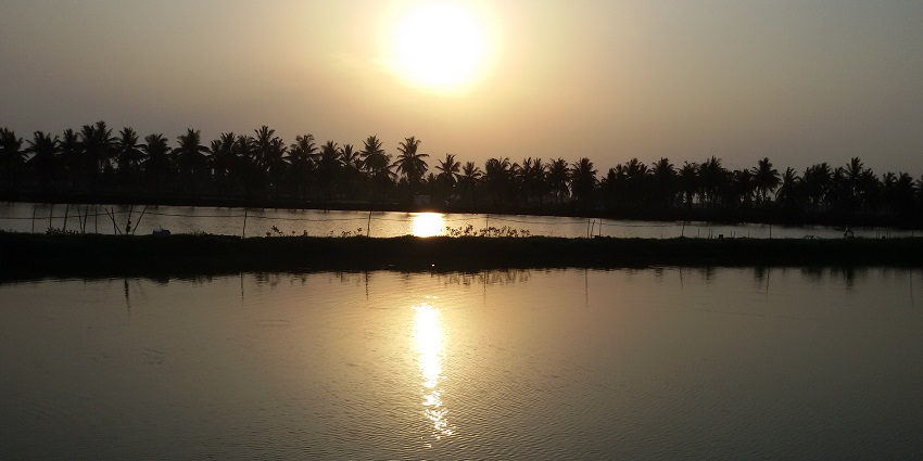 Sunset hues sparkling on the serene waters of Kolleru lake, offering a scenic view