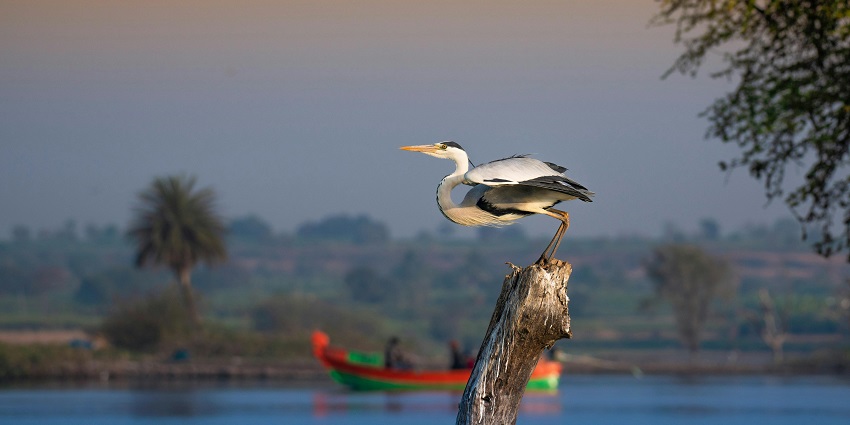A picture of a bird taken at a wildlife sanctuary while sitting on a log of wood around a water body