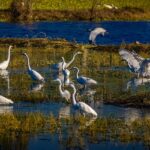 An image of birds in the group standing in water in Kolleru Wildlife Sanctuary in Eluru.