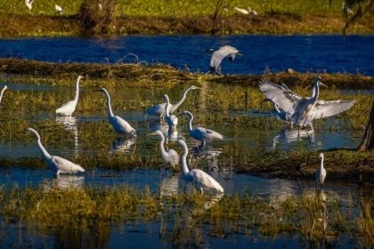 An image of birds in the group standing in water in Kolleru Wildlife Sanctuary in Eluru.