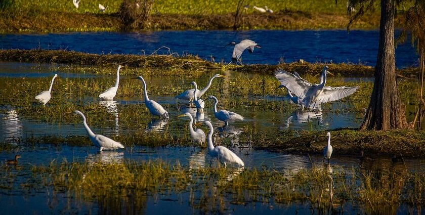 An image of birds in the group standing in water in Kolleru Wildlife Sanctuary in Eluru.