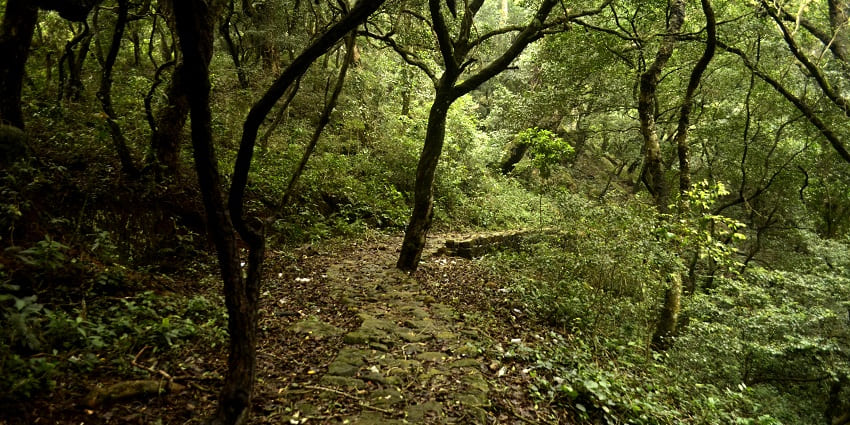 Enchanting trails amidst the lush forests of Kolli hills, one of the best hill stations near Anantapur
