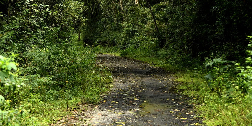 A enchanting trail leading into the lush forest of Kolli hills, a haven for nature lovers