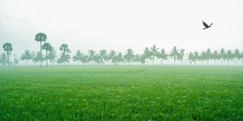 A glimpse of sprawling lush green fields decorated with long grasses in Konaseema.