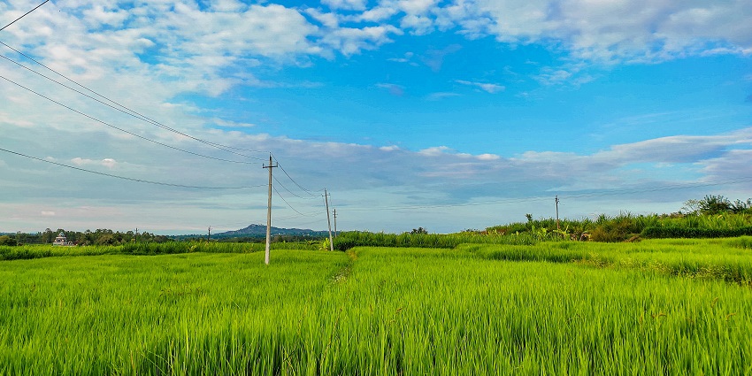 Konaseema is a picturesque place, home to lush paddy fields and scenic villages.