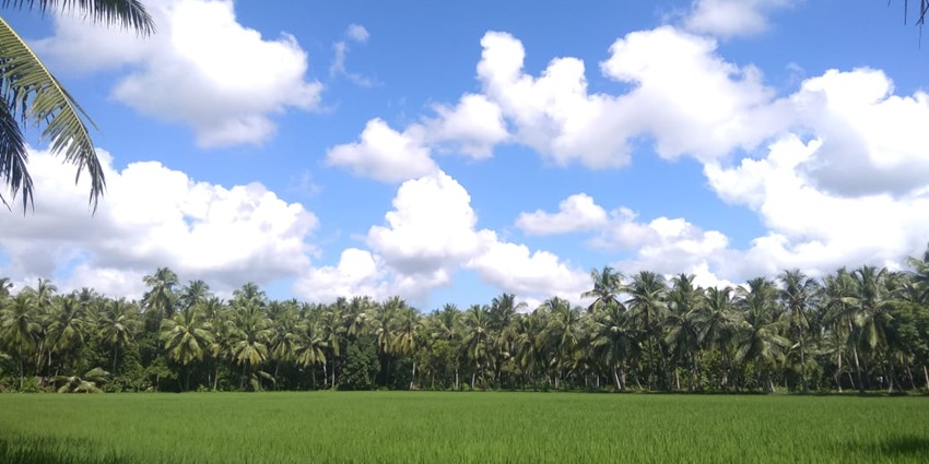 Visiting the Konaseema island is one of the best things to do in andhra pradesh.