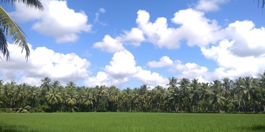 A field with hundreds of pine trees in the background, one of the best places to visit in Andhra Pradesh