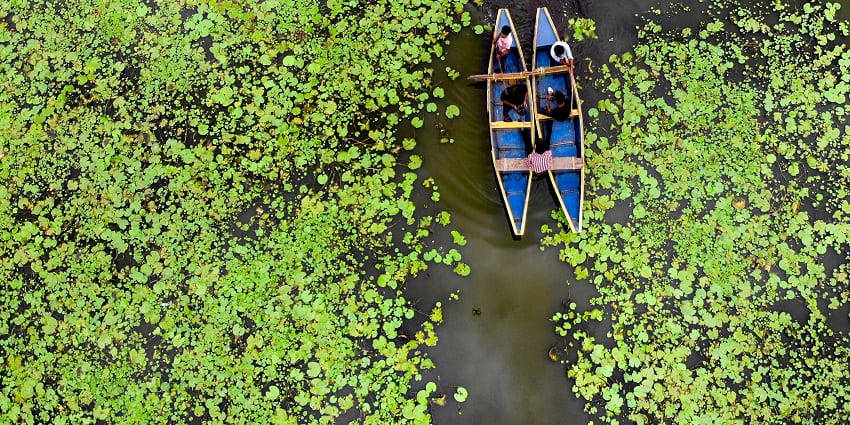 An aerial picture of a river with lotus leaves floating over its surface and a boat passing by