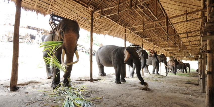 Elephants at the Elephant Conservation Center, showcasing their natural habitat.