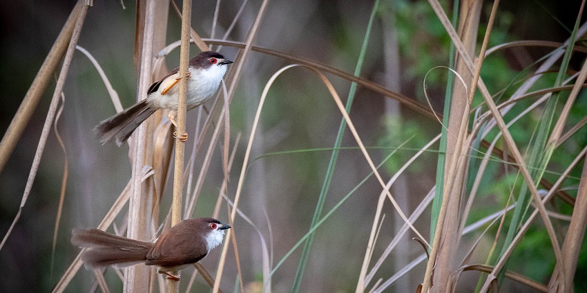 Birdwatching in Koshi Tappu Wildlife Reserve, which is perfect for nature enthusiasts.