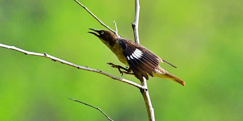 Wetlands of Koshi Tappu Wildlife Reserve, renowned for birdwatching and riverine life.