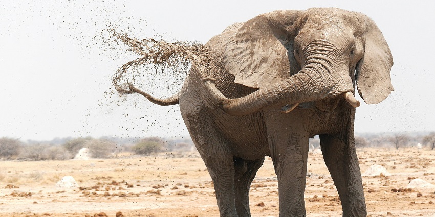 Kota Zoological Park offers family-friendly activities and firework celebrations.