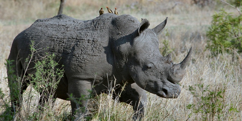 A rhinoceros captured amidst the rustic shrubs at the famous Kotagarh tourist hub.