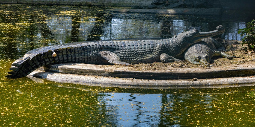 Image of crocodile in between the pond of Kotmi Sonar Crocodile Park.
