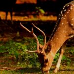 An image of a deer spotted at Krishna Wildlife Sanctuary in the state of Andhra Pradesh.