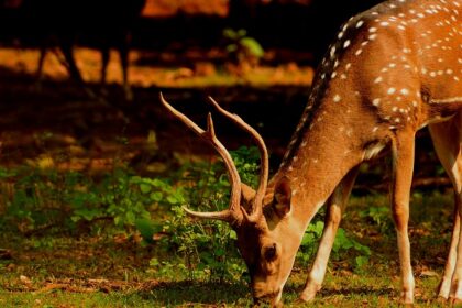 An image of a deer spotted at Krishna Wildlife Sanctuary in the state of Andhra Pradesh.