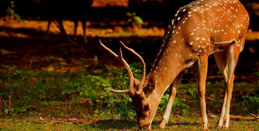 An image of a deer spotted at Krishna Wildlife Sanctuary in the state of Andhra Pradesh.