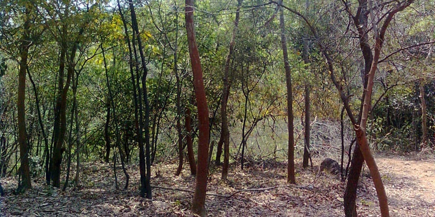 Dense forests of Krishna Wildlife Sanctuary, home to tigers, leopards, and other wildlife