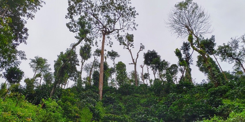 Hilly grassland at Kudremukh National Park.