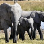 A breathtaking view of three elephants standing near a water body on a green grassland.