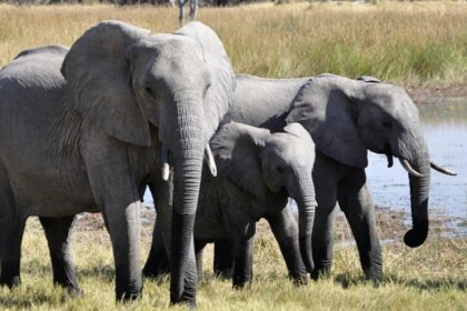 A breathtaking view of three elephants standing near a water body on a green grassland.