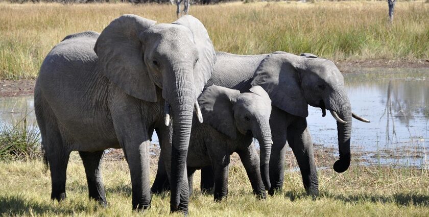 A breathtaking view of three elephants standing near a water body on a green grassland.