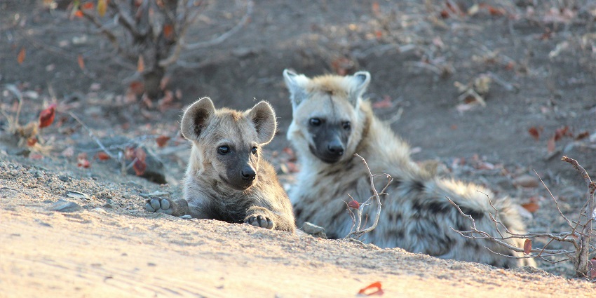 Hyenas at Kumbhalgarh National Park, one of the top places for night safari in Udaipur.