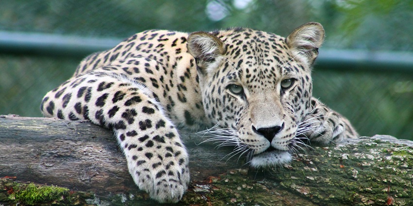Kumbhalgarh National Park offers diverse wildlife along with trekking and safaris.
