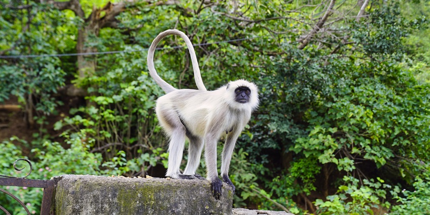 A picture of a gray langur roaming around the lush expanse of Kumbhalgarh Wildlife Sanctuary