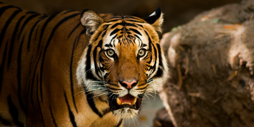A tiger spotted at the Kumbhalgarh Wildlife Sanctuary, a tourist attraction in Rajasthan.
