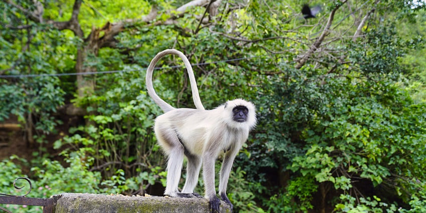 Kumbhalgarh Wildlife Sanctuary, one of the best wildlife sanctuaries in Rajasthan.