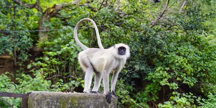 Image of langur taken in Kumbhalgarh wildlife sanctuary. It covers four hills and mountains ranges of Aravalli