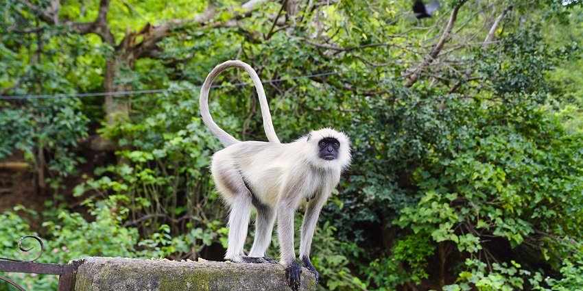 The image shows a Langur sitting on a tree branch in the Kumbhalgarh Wildlife Sanctuary.
