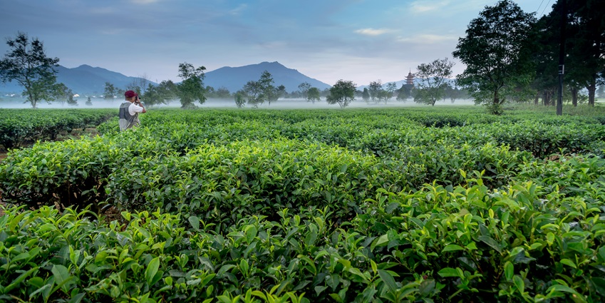 Kumili is one of the lesser-known places to visit in Vizianagaram that has a charm to it.