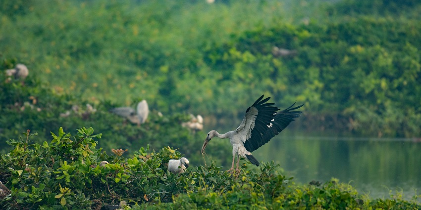 Kusheshwar Asthan Bird Sanctuary is one of the top wildlife sanctuaries in Bihar.