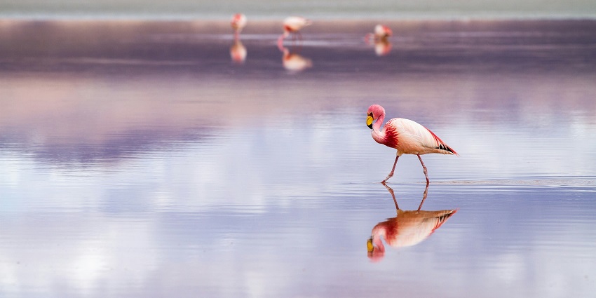The Kutch Desert Wildlife Sanctuary, one of the famous national parks in Gujarat.