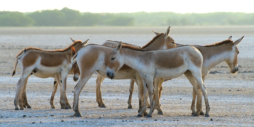 Kutch Wildlife Sanctuary is one of the most amazing places for jungle safari in gujarat.