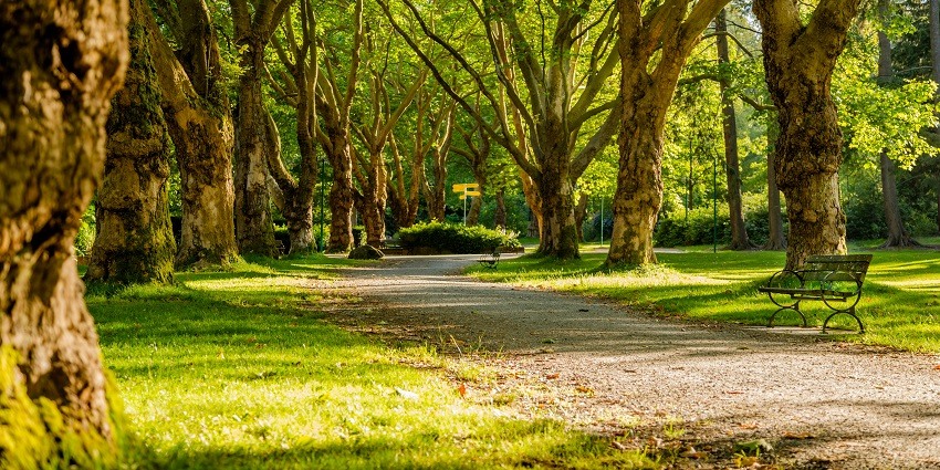 An image showing trees in Lakhotia garden, a popular tourist destination in Pali.